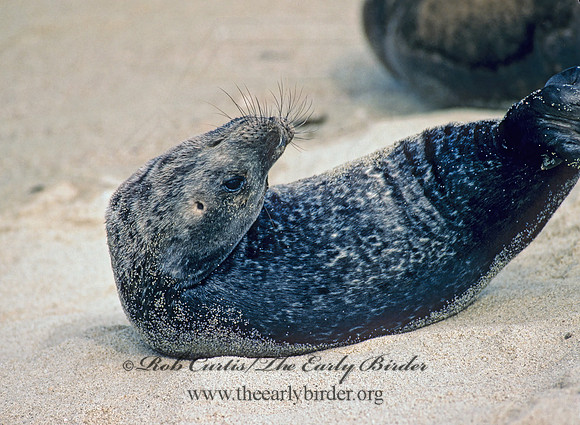 Phoca vitulina  HARBOR SEAL 124432z