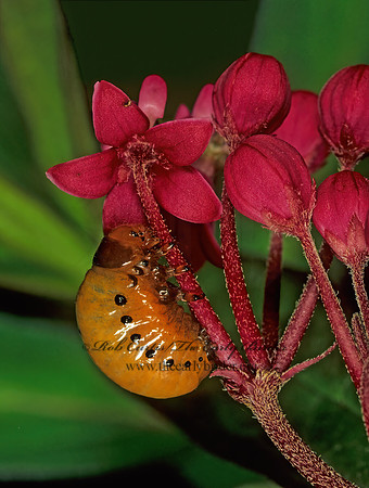 Labidomera clivicollis  SWAMP MILKWEED BEETLE 207719 z
