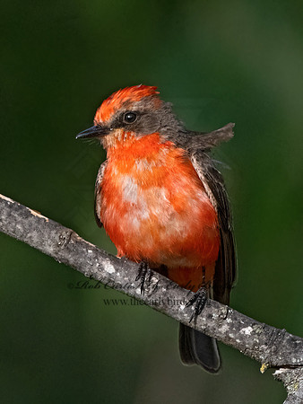 Pyrocephalus rubinus  VERMILION FLYCATCHER 3036190Z