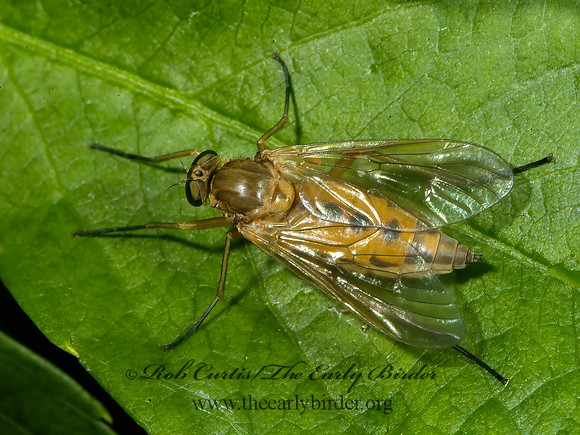 Rhagio tringarius  MARSH SNIPE FLY 4003308_1z