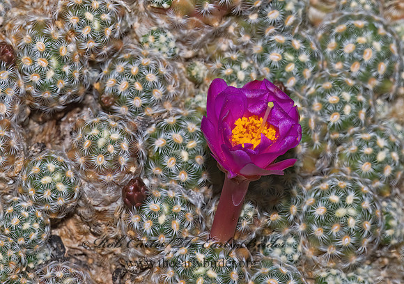 Mammillaria saboae CACTUS 6025560z