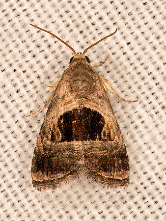 Tripudia rectangula  NOCTUID MOTH 9084073z