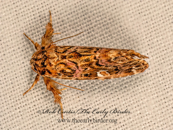 Callopistria mollissima  PINK-SHADED FERN MOTH 9081662z