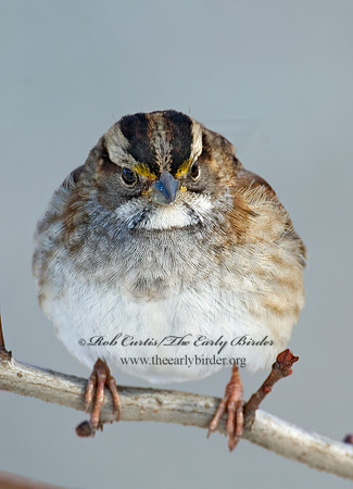 Zonotrichia albicollis  WHITE-THROATED SPARROW 5017216z