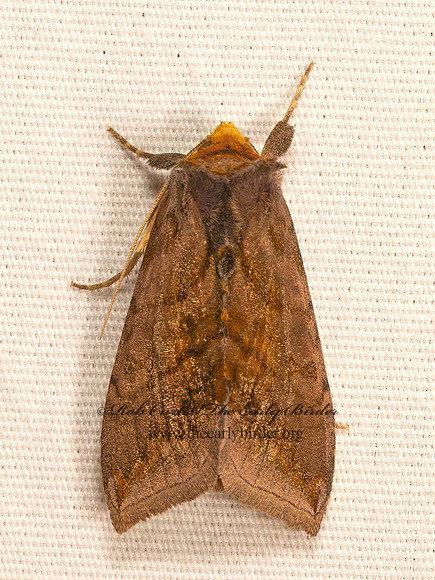Allagrapha aerea  UNSPOTTED LOOPER MOTH 9083841z