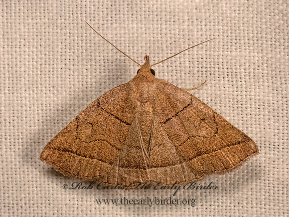 Zanclognatha cruralis  EARLY FAN-FOOT MOTH  9083015z
