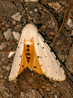 Estigmene acrea  SALT MARSH MOTH 9083016z