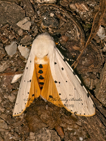 Estigmene acrea  SALT MARSH MOTH 9083016z