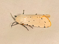 Estigmene acrea  SALT MARSH MOTH 9083796z