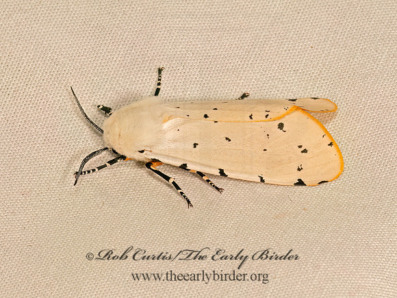 Estigmene acrea  SALT MARSH MOTH 9083796z