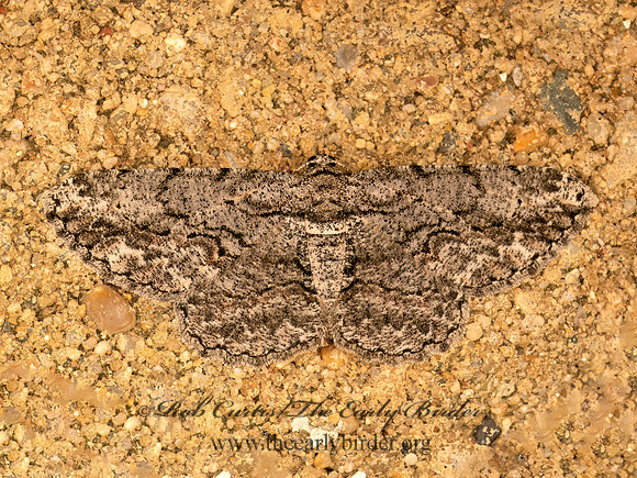 Anavitrinella pampinaria  COMMON GRAY 9083829z