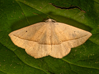 Eusarca confusaria CONFUSED EUSARCA 9082503z