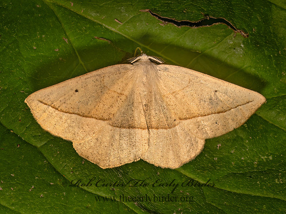 Eusarca confusaria  CONFUSED EUSARCA 9082503z