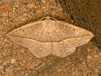 Eusarca confusaria  CONFUSED EUSARCA 9083847z
