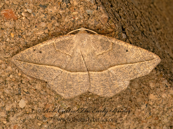 Eusarca confusaria  CONFUSED EUSARCA 9083847z