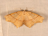 Besma quercivoraria OAK BESMA 9081572z