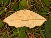 Eusarca confusaria CONFUSED EUSARCA 9083897z