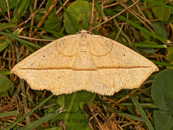 Eusarca confusaria  CONFUSED EUSARCA 9083897z