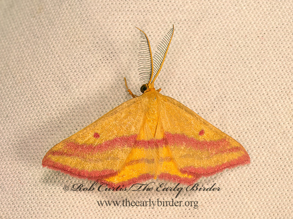 Haematopis grataria  CHICKWEED GEOMETER 9083955z