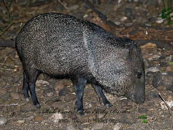 Tayassu angulatus  JAVELINA 6023208z