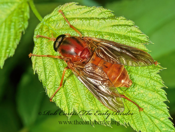 Coenomyia ferruginea XYLOPHAGID FLY 1111803z
