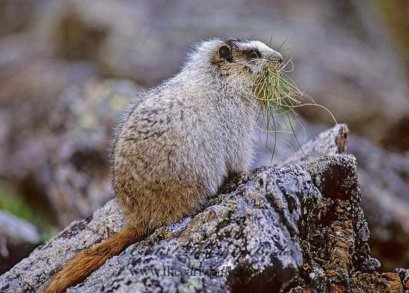 Marmota calligata  HOARY MARMOT 234619z