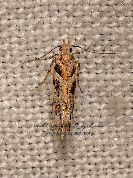 Aristotelia  ARISTOTELIA MOTH 9082618z