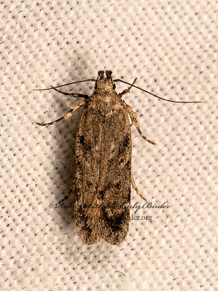 Chionodes  TWIRLER MOTH 9083137z