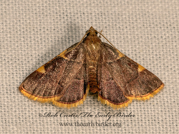 Hypsopygia olinalis  YELLOW-FRINGED DOLICHOMIA  9083567