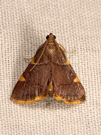 Hypsopygia olinalis  YELLOW-FRINGED DOLICHOMIA  9083547z