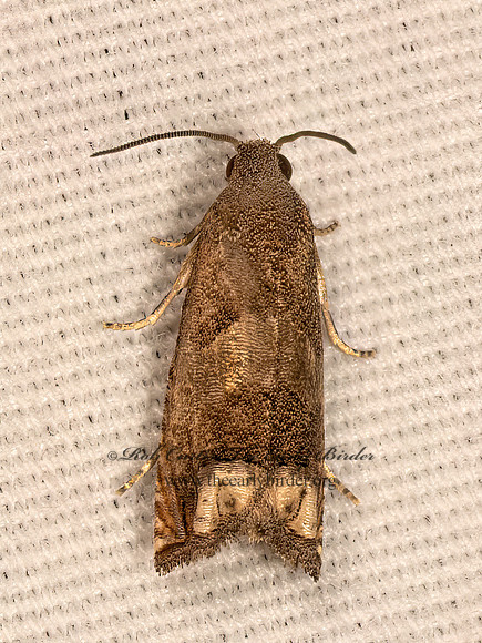Epiblema strenuana  RAGWEED BORER MOTH 9084139z