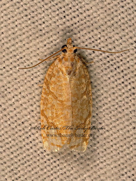 Argyrotaenia quercifoliana  OAK LEAFROLLER 9081681z