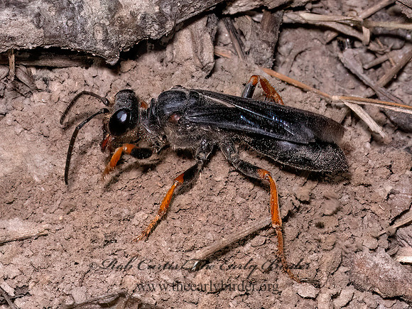 Sphex nudus  KATYDID WASP 9082920z