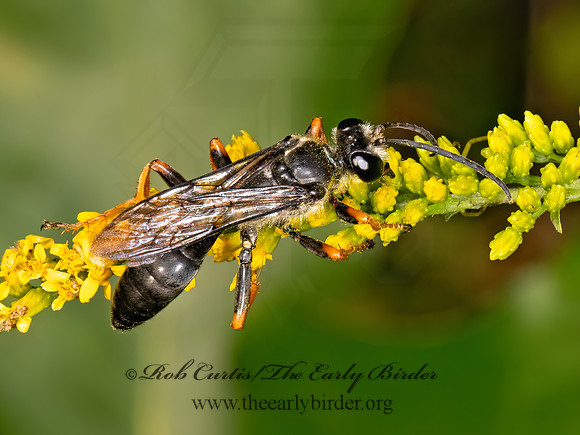 Sphex nudus  KATYDID WASP 9082010z