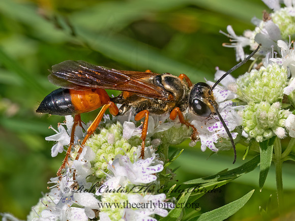 Sphex ichneumoneus GREAT GOLDEN DIGGER WASP 9081473z