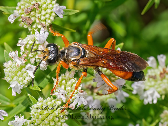 Sphex ichneumoneus GREAT GOLDEN DIGGER WASP 9081476z