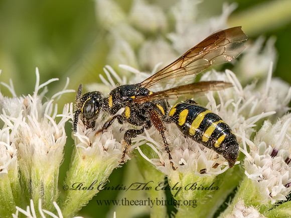 Myzinum maculatum  THYNNID WASP 9081420z