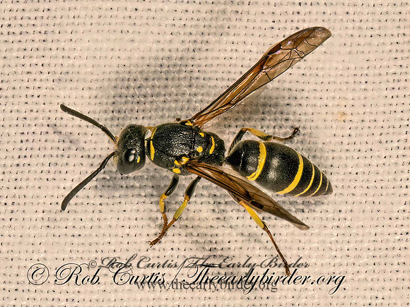 Ancistrocerus adiabatus  MASON WASP 9081663z