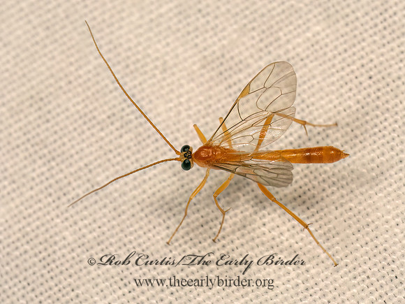 Netelia johnsoni  PHYTODIETINI ICHNEUMON 9083218z