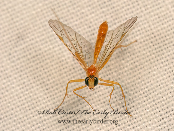 Netelia johnsoni  PHYTODIETINI ICHNEUMON 9083217z