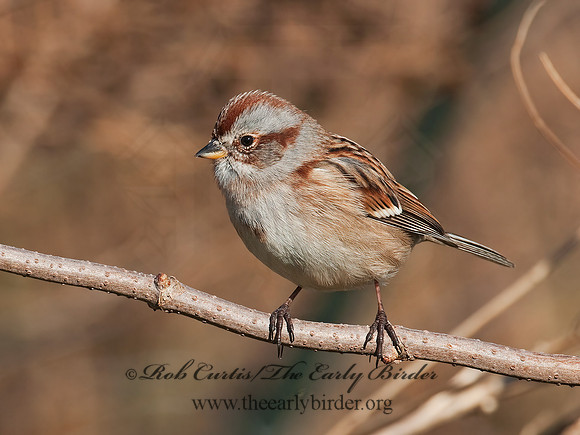 Spizelloides arborea  AMERICAN TREE SPARROW 3005214z