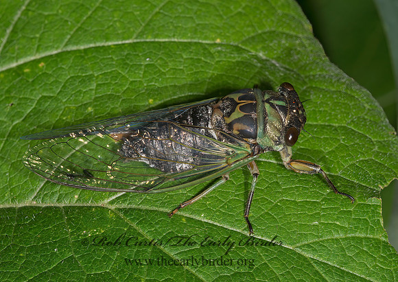Neotibicen linnei  LINNE'S CICADA 9003146z