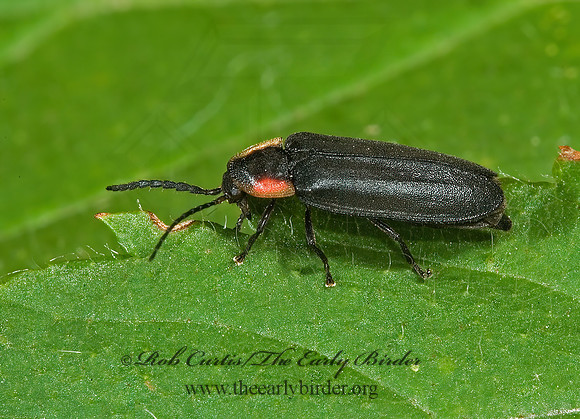 Pyropyga decipiens 5011428z