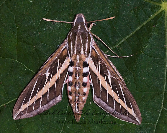 Hyles lineata  WHITE-LINED SPHINX 7005519 z