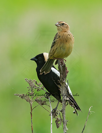 Dolichonyx oryzivorus  BOBOLINK 3008363z