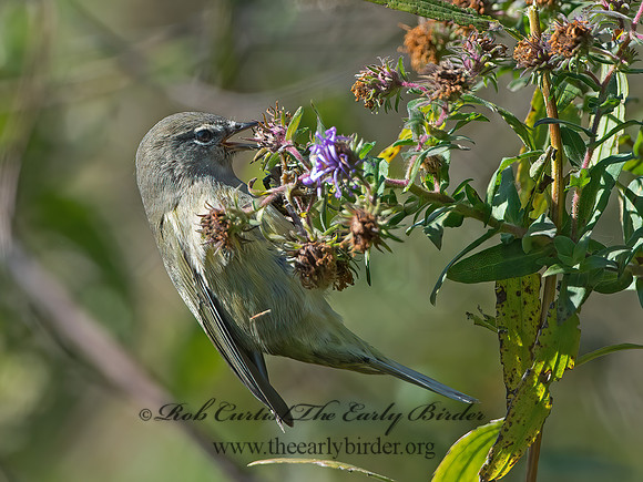 Leiothlypis celata  ORANGE-CROWNED WARBLER  9062360z