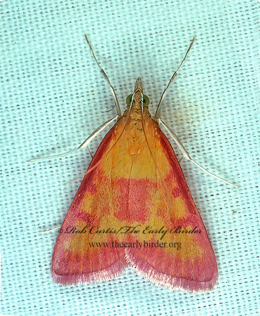Pyrausta laticlavia  PYRAUSTINAE CRAMBID MOTH 94016z