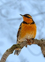 Ixoreus naevius VARIED THRUSH 9007163z