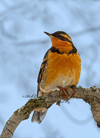 Ixoreus naevius  VARIED THRUSH 9007163z