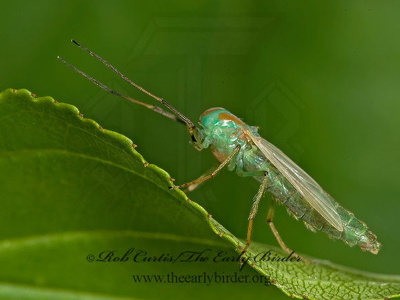 Axarus festivus grp  GREEN CHIRONOMINI MIDGE  8004634z